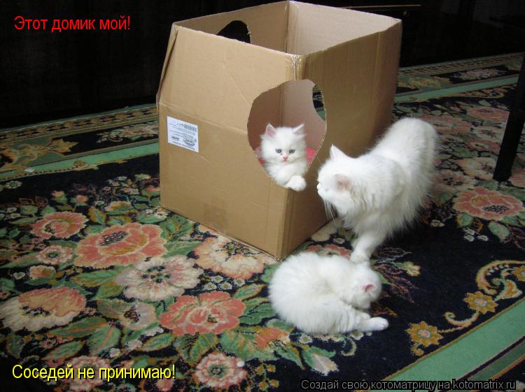 Этот домик мой! Соседей не принимаю!... Котоматрица: Этот домик мой! Соседей не принимаю!
