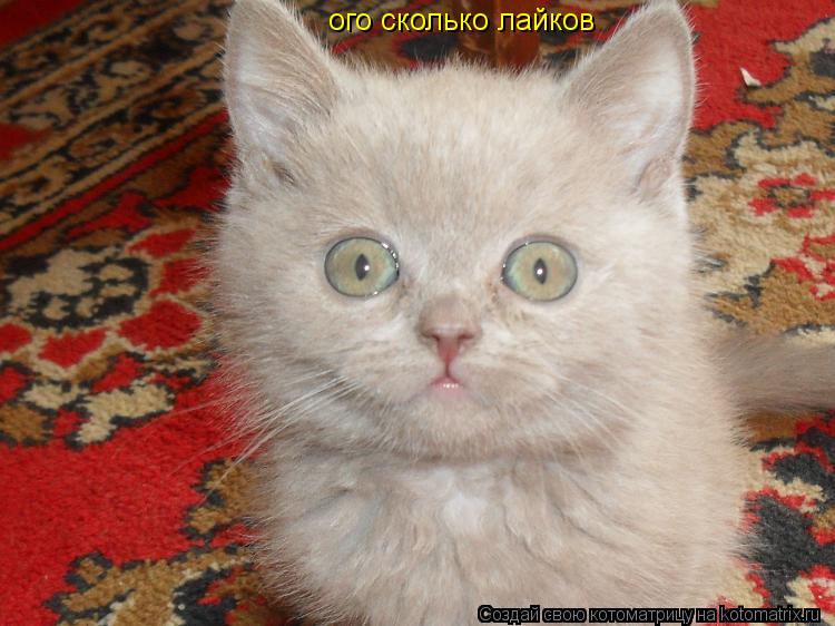 ого сколько лайков... Котоматрица: ого сколько лайков
