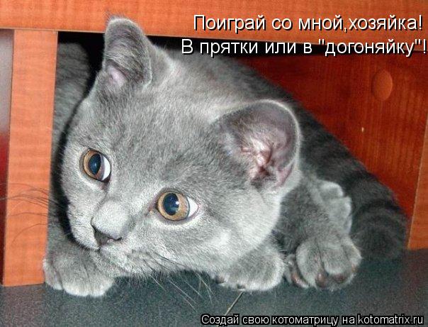 Поиграй со мной,хозяйка! В прятки или в "догоняйку"!... Котоматрица: Поиграй со мной,хозяйка! В прятки или в "догоняйку"!