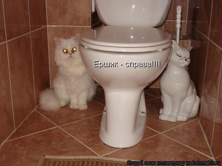 Ершик - справа!!!!... Котоматрица: Ершик - справа!!!!
