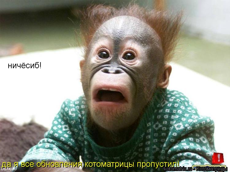 ничёсиб! да я все обновления котоматрицы пропустил!... Котоматрица: ничёсиб! да я все обновления котоматрицы пропустил!