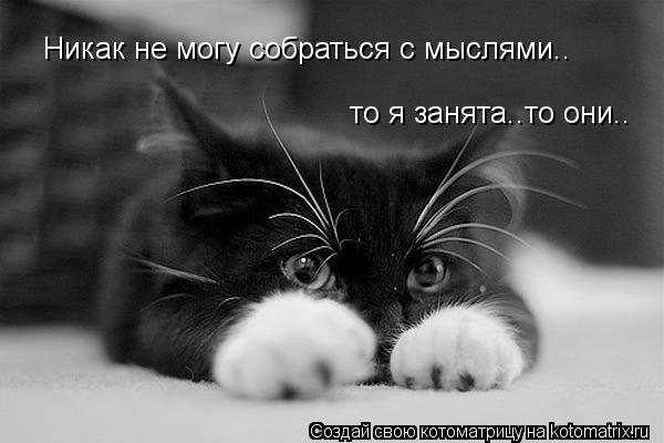 Никак не могу собраться с мыслями.. то я занята..то они..... Котоматрица: Никак не могу собраться с мыслями.. то я занята..то они..