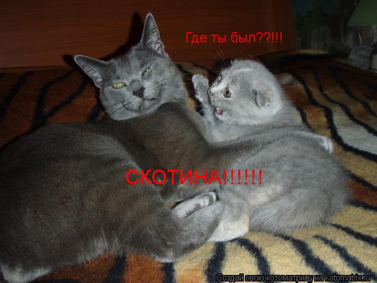 Где ты был??!!! СКОТИНА!!!!!!... Котоматрица: Где ты был??!!! СКОТИНА!!!!!!