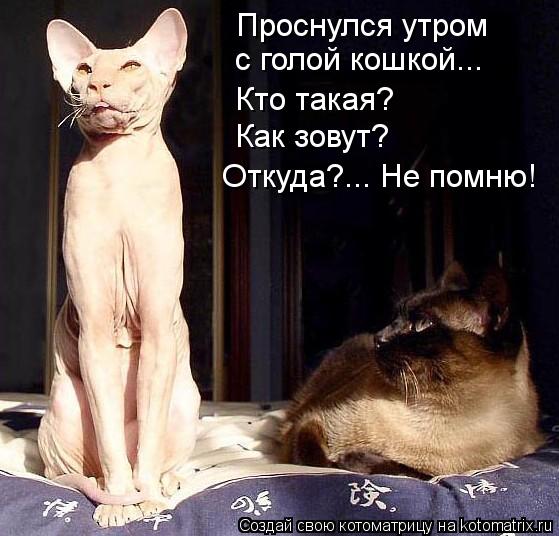 Проснулся утром с голой кошкой... Кто такая? Как зовут? Откуда?... Не помню!... Котоматрица: Проснулся утром с голой кошкой... Кто такая? Как зовут? Откуда?... Не помню!
