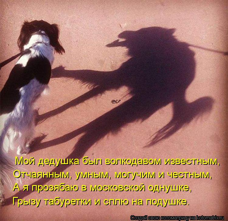 Мой дедушка был волкодавом известным, Отчаянным, умным, могучим и честным, А я прозябаю в московской ... Котоматрица: Мой дедушка был волкодавом известным, Отчаянным, умным, могучим и честным, А я прозябаю в московской однушке, Грызу табуретки и сплю на поду