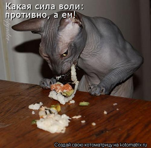 Какая сила воли: противно, а ем!... Котоматрица: Какая сила воли: противно, а ем!