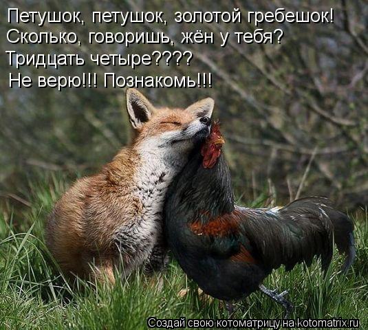 Петушок, петушок, золотой гребешок! Сколько, говоришь, жён у тебя? Тридцать четыре???? Не верю!!! Поз... Котоматрица: Петушок, петушок, золотой гребешок! Сколько, говоришь, жён у тебя? Тридцать четыре???? Не верю!!! Познакомь!!!