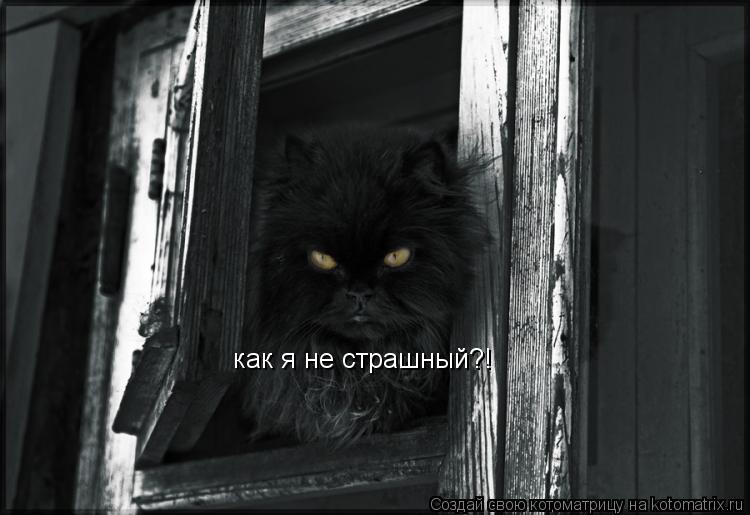 как я не страшный?!... Котоматрица: как я не страшный?!