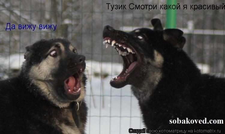 Тузик Смотри какой я красивый Да вижу вижу... Котоматрица: Тузик Смотри какой я красивый Да вижу вижу
