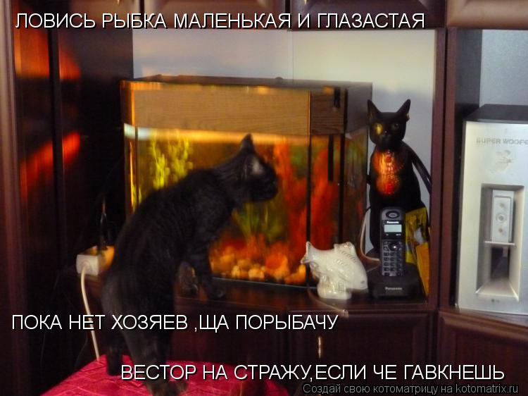 ЛОВИСЬ РЫБКА МАЛЕНЬКАЯ И ГЛАЗАСТАЯ ПОКА НЕТ ХОЗЯЕВ ,ЩА ПОРЫБАЧУ ВЕСТОР НА СТРАЖУ,ЕСЛИ ЧЕ ГАВКНИШЬ ... Котоматрица: ЛОВИСЬ РЫБКА МАЛЕНЬКАЯ И ГЛАЗАСТАЯ ПОКА НЕТ ХОЗЯЕВ ,ЩА ПОРЫБАЧУ ВЕСТОР НА СТРАЖУ,ЕСЛИ ЧЕ ГАВКНИШЬ ВЕСТОР НА СТРАЖУ,ЕСЛИ ЧЕ ГАВКНЕШЬ