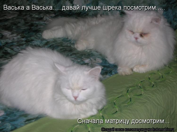 Васька а Васька.....давай лучше шрека посмотрим..... Сначала матрицу досмотрим...... Котоматрица: Васька а Васька.....давай лучше шрека посмотрим..... Сначала матрицу досмотрим...