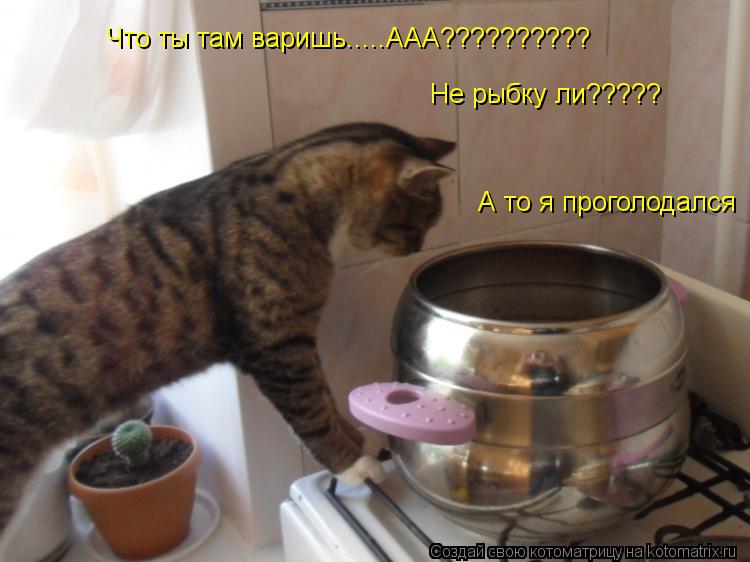 Не рыбку ли????? А то я проголодался Что ты там варишь.....ААА??????????... Котоматрица: Не рыбку ли????? А то я проголодался Что ты там варишь.....ААА??????????