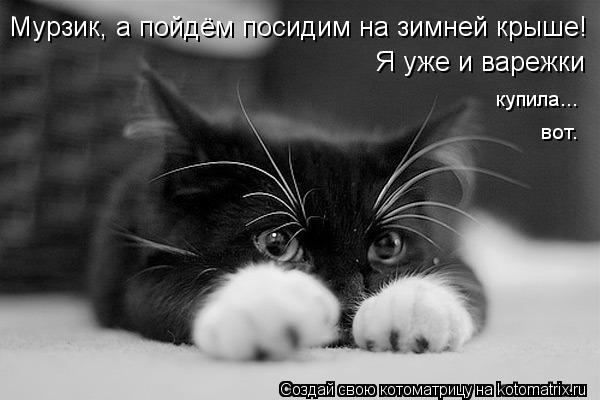 Мурзик, а пойдём посидим на зимней крыше! Я уже и варежки купила... вот.... Котоматрица: Мурзик, а пойдём посидим на зимней крыше! Я уже и варежки купила... вот.