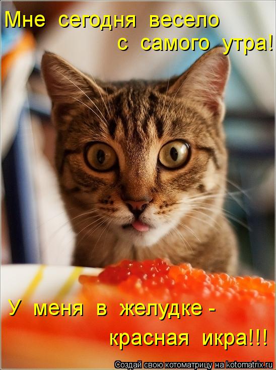 Котоматрица: с  самого  утра! Мне  сегодня  весело   У  меня  в  желудке - красная  икра!!!