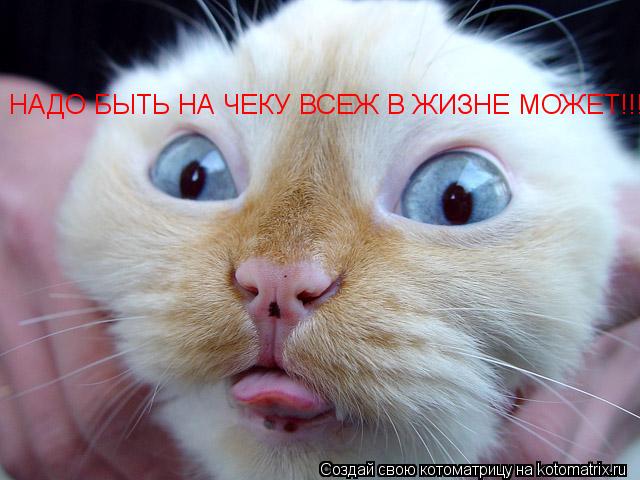 НАДО БЫТЬ НА ЧЕКУ ВСЕЖ В ЖИЗНЕ МОЖЕТ!!!... Котоматрица: НАДО БЫТЬ НА ЧЕКУ ВСЕЖ В ЖИЗНЕ МОЖЕТ!!!