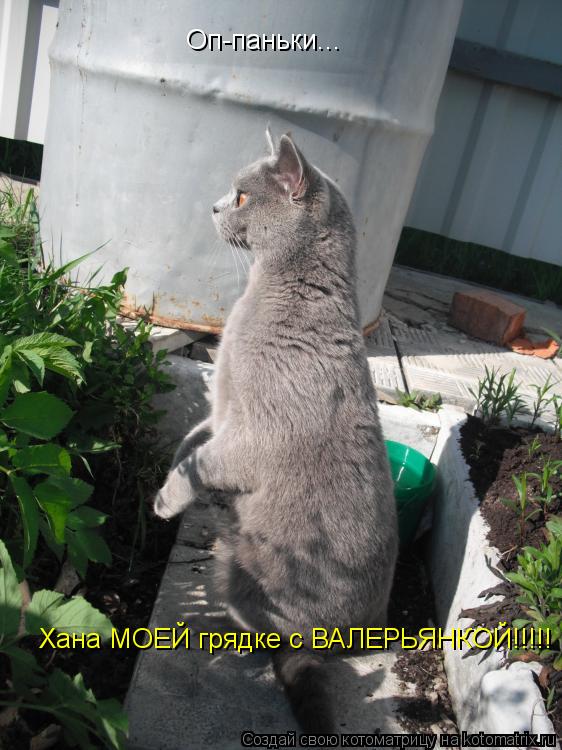 Оп-паньки... Хана МОЕЙ грядке с ВАЛЕРЬЯ НКОЙ!!!!!... Котоматрица: Оп-паньки... Хана МОЕЙ грядке с ВАЛЕРЬЯ НКОЙ!!!!!