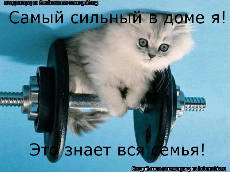 Самый сильный в доме я! Это знает вся семья! Самый сильный в доме я!... Котоматрица: Самый сильный в доме я! Это знает вся семья! Самый сильный в доме я!