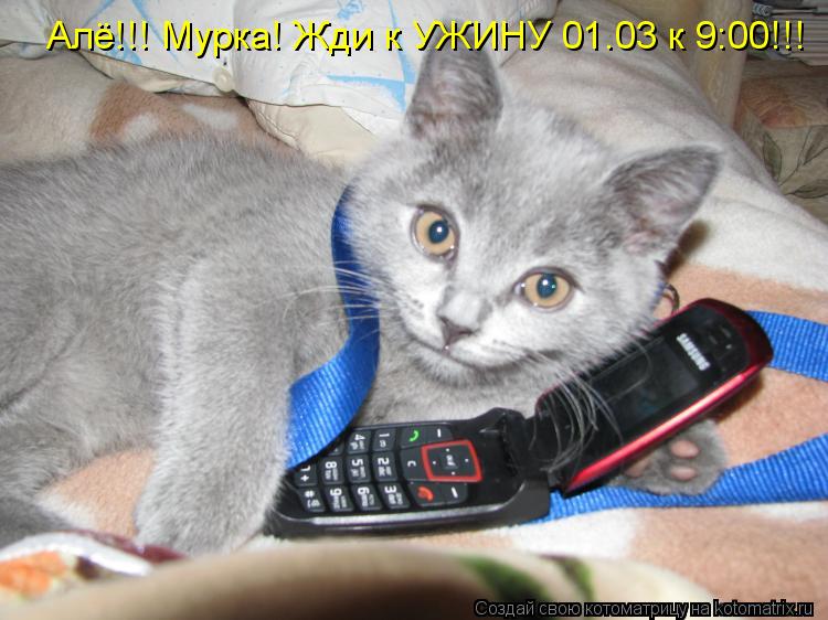 Алё!!! Мурка! Жди к УЖИНУ 01.03 к 9:00!!!... Котоматрица: Алё!!! Мурка! Жди к УЖИНУ 01.03 к 9:00!!!
