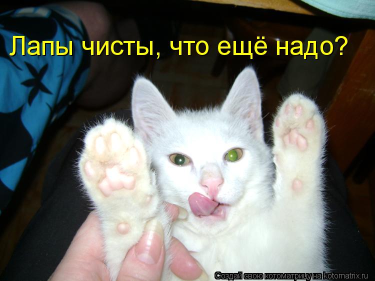Лапы чисты, что ещё надо?... Котоматрица: Лапы чисты, что ещё надо?