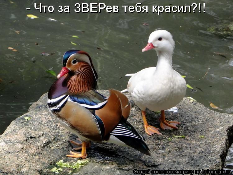 - Что за ЗВЕРев тебя красил?!!... Котоматрица: - Что за ЗВЕРев тебя красил?!!