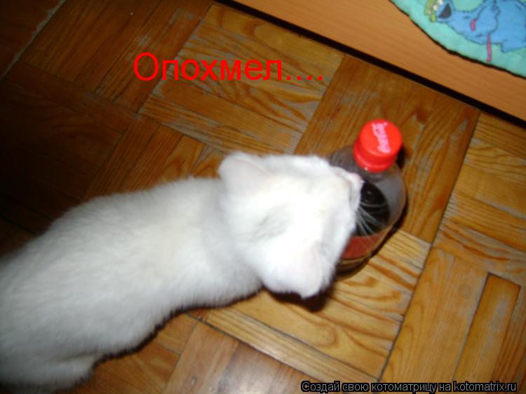 Опохмел....... Котоматрица: Опохмел....