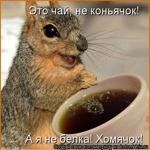 Это чай, не коньячок! А я не белка! Хомячок!... Котоматрица: Это чай, не коньячок! А я не белка! Хомячок!
