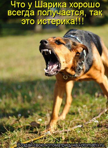 Что у Шарика хорошо всегда получается, так это истерика!!!... Котоматрица: Что у Шарика хорошо всегда получается, так это истерика!!!
