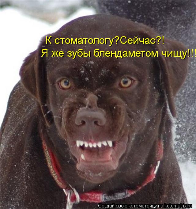 К стоматологу?Сейчас?! Я же зубы блендаметом чищу!!!... Котоматрица: К стоматологу?Сейчас?! Я же зубы блендаметом чищу!!!