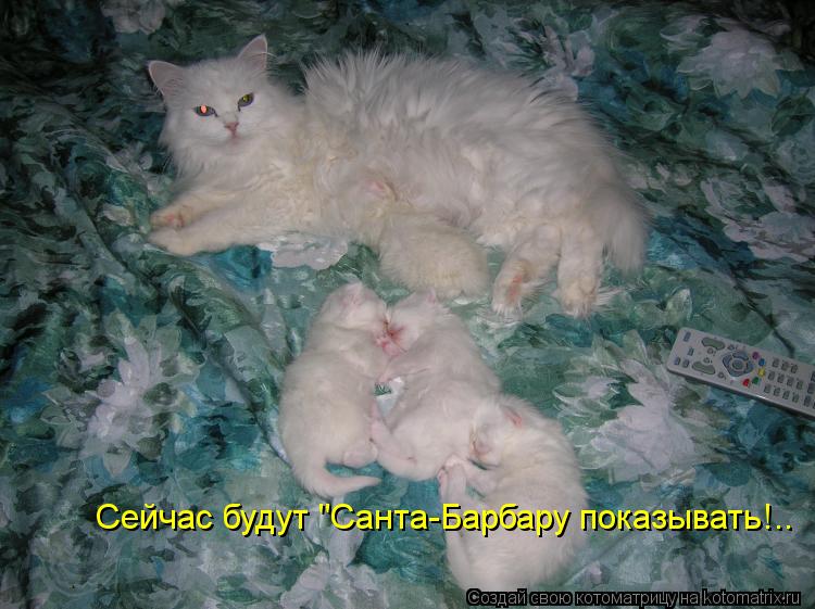 Сейчас будут "Санта-Барбару показывать!..... Котоматрица: Сейчас будут "Санта-Барбару показывать!..