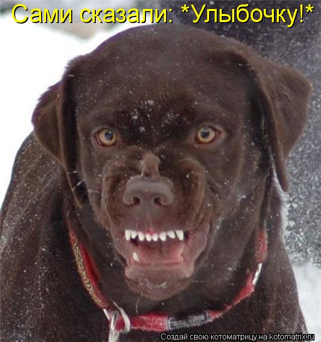 Сами сказали: *Улыбочку!*... Котоматрица: Сами сказали: *Улыбочку!*