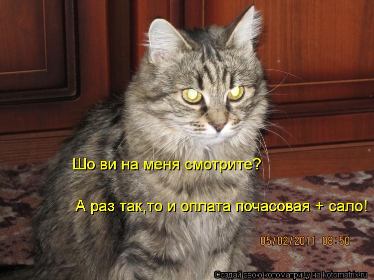 Шо ви на меня смотрите? А раз так,то и оплата почасовая + сало!... Котоматрица: Шо ви на меня смотрите? А раз так,то и оплата почасовая + сало!
