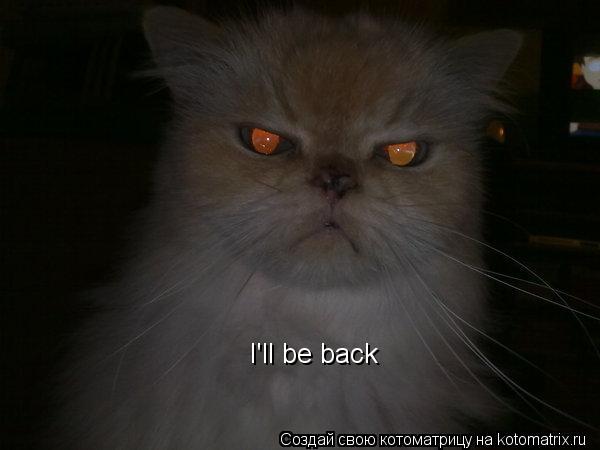 I'll be back... Котоматрица: I'll be back