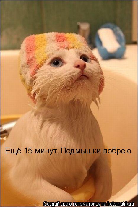 Ещё 15 минут. Подмышки побрею.... Котоматрица: Ещё 15 минут. Подмышки побрею.