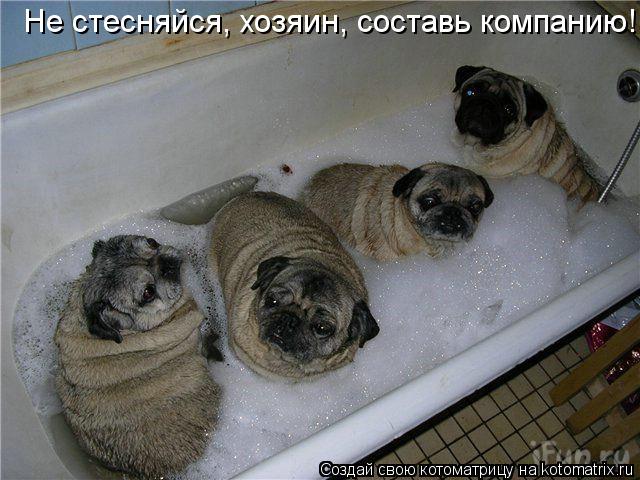 Не стесняйся, хозяин, составь компанию!... Котоматрица: Не стесняйся, хозяин, составь компанию!