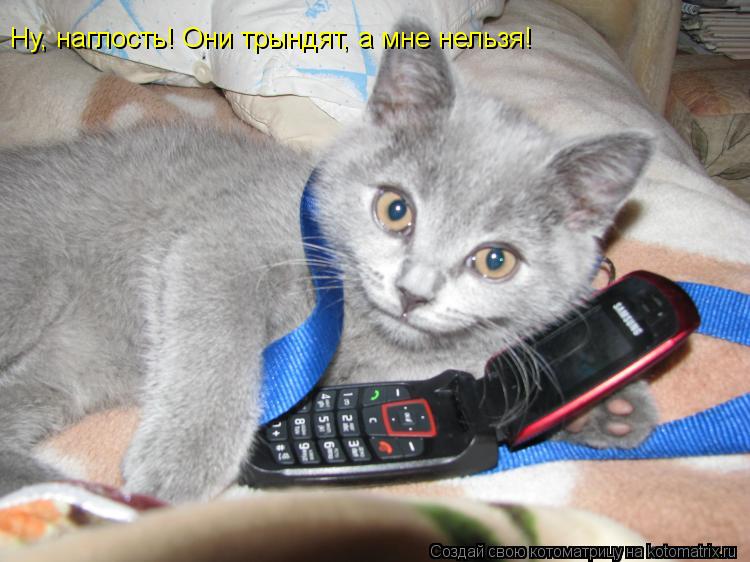 Ну, наглость! Они трындят, а мне нельзя!... Котоматрица: Ну, наглость! Они трындят, а мне нельзя!