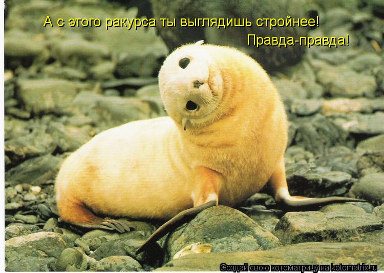 А с этого ракурса ты выглядишь стройнее! Правда-правда!... Котоматрица: А с этого ракурса ты выглядишь стройнее! Правда-правда!