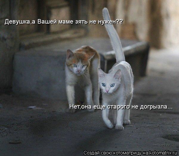 Девушка,а Вашей маме зять не нужен?? Нет,она еще старого не догрызла...... Котоматрица: Девушка,а Вашей маме зять не нужен?? Нет,она еще старого не догрызла...