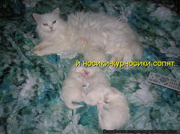 и носики-курносики сопят..... Котоматрица: и носики-курносики сопят..
