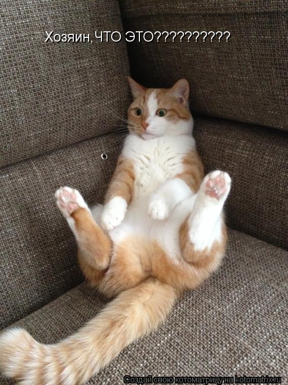 Хозяин,ЧТО ЭТО??????????... Котоматрица: Хозяин,ЧТО ЭТО??????????
