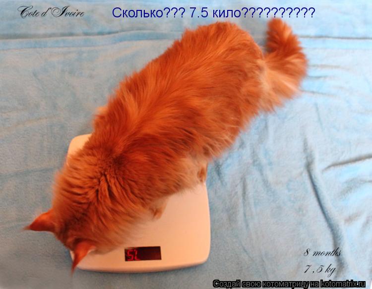 Сколько??? 7.5 кило??????????... Котоматрица: Сколько??? 7.5 кило??????????