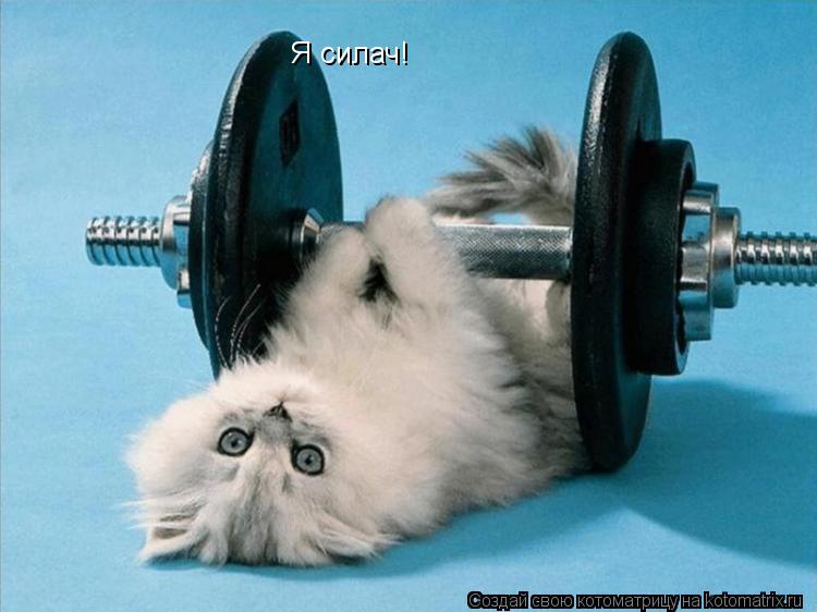 Я силач!... Котоматрица: Я силач!