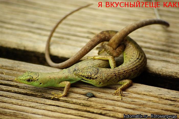 Я ВКУСНЫЙ?ЕЩЕ КАК!... Котоматрица: Я ВКУСНЫЙ?ЕЩЕ КАК!