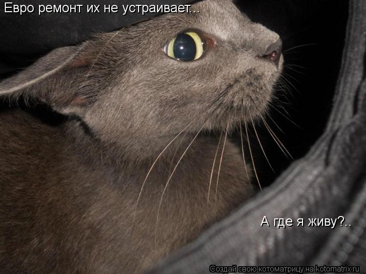 Евро ремонт их не устраивает... А где я живу?..... Котоматрица: Евро ремонт их не устраивает... А где я живу?..