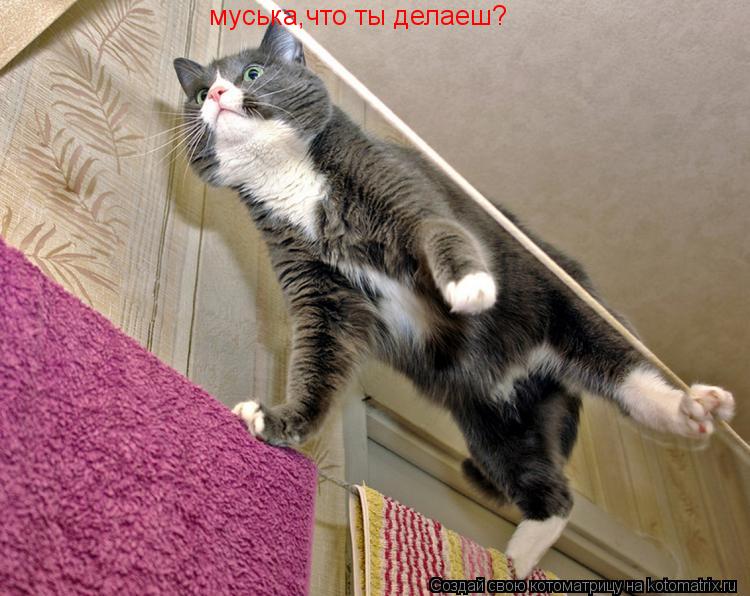 муська,что ты делаеш? чувствую себя героически!... Котоматрица: муська,что ты делаеш? чувствую себя героически!