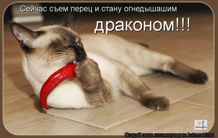 Сейчас съем перец и стану огнедышашим драконом!!!... Котоматрица: Сейчас съем перец и стану огнедышашим драконом!!!