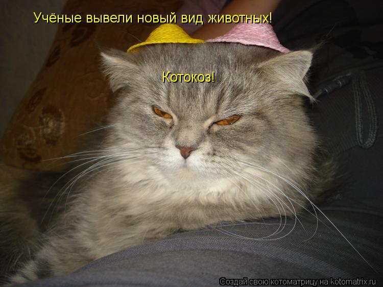 Учёные вывели новый вид животных! Котокоз!... Котоматрица: Учёные вывели новый вид животных! Котокоз!