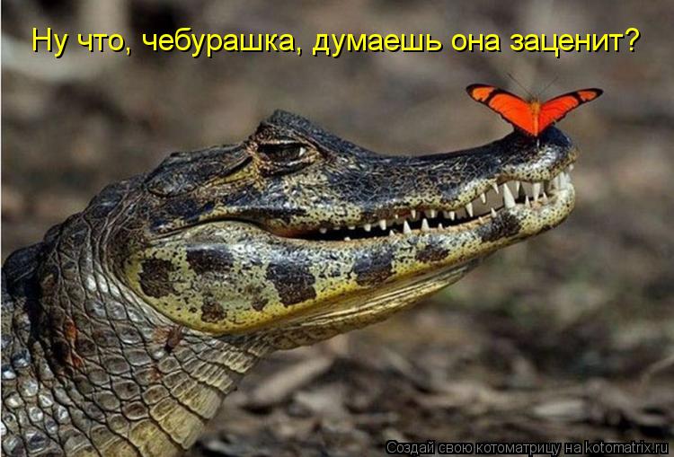 Ну что, чебурашка, думаешь она заценит?... Котоматрица: Ну что, чебурашка, думаешь она заценит?