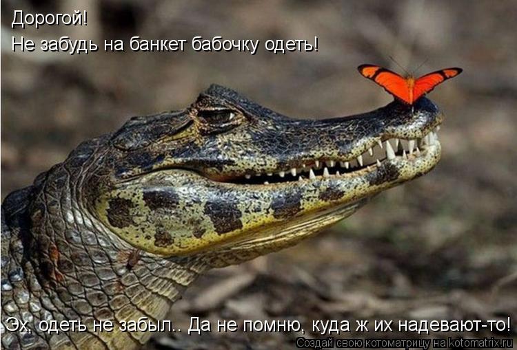 Дорогой! Не забудь на банкет бабочку одеть! Эх, одеть не забыл.. Да не помню, куда ж их надевают-то!... Котоматрица: Дорогой! Не забудь на банкет бабочку одеть! Эх, одеть не забыл.. Да не помню, куда ж их надевают-то!