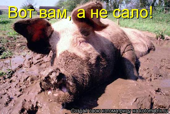 Вот вам, а не сало!... Котоматрица: Вот вам, а не сало!