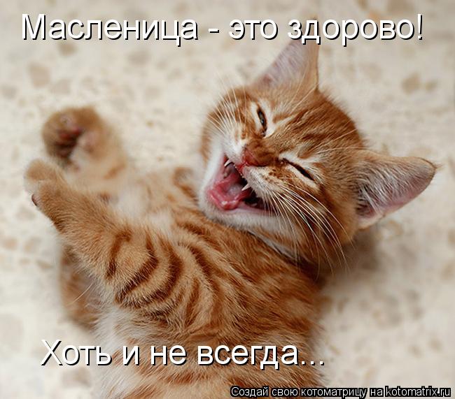 Масленица - это здорово! Хоть и не всегда...... Котоматрица: Масленица - это здорово! Хоть и не всегда...